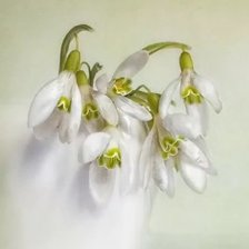 Схема вышивки «ПОДСНЕЖНИКИ»