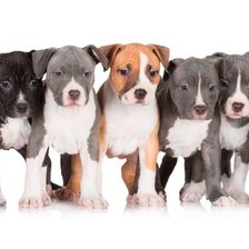 Схема вышивки «Щенки Амcтафа»