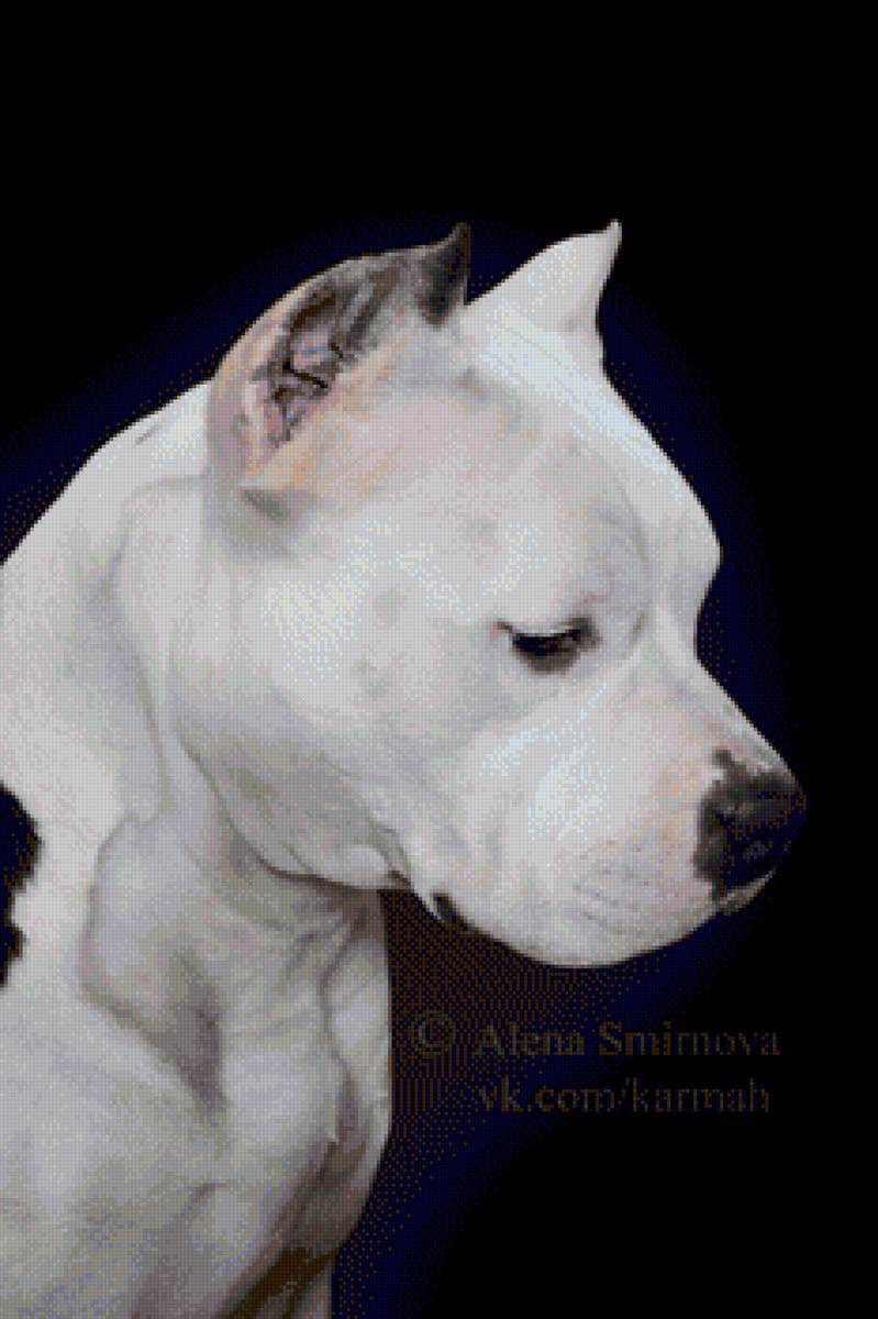 Амcтафа - ам. стафф булли, ам.стафф стафф стаффик, питбуль, аст, амстафф - предпросмотр