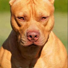 Схема вышивки «собака»