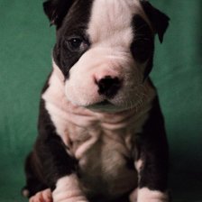 Схема вышивки «Щенки Амcтафа»