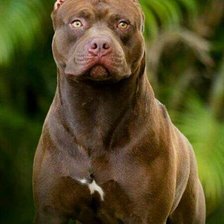 Схема вышивки «собака»