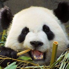Панда палка