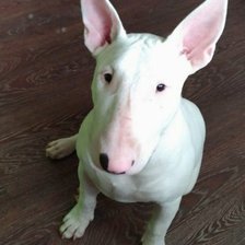 Схема вышивки «Одри»