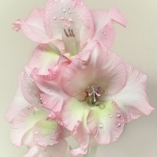 Схема вышивки «№1617715»