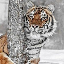 Схема вышивки «Тигр»