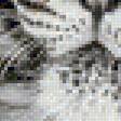 Предпросмотр схемы вышивки «Тигр» (№1617753)