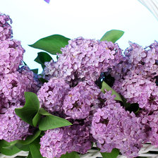 Схема вышивки «сирень»