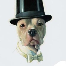 Схема вышивки «питбуль»