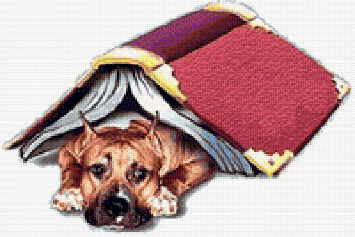 Амcтафа - ам. стафф булли, питбуль, ам.стафф стафф стаффик, аст, амстафф - предпросмотр