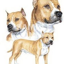 Схема вышивки «Амcтафа»