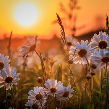 Схема вышивки «поле»
