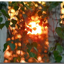 Схема вышивки «березы»