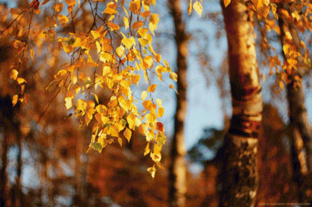 береза - природа - предпросмотр