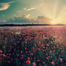 Схема вышивки «маки»