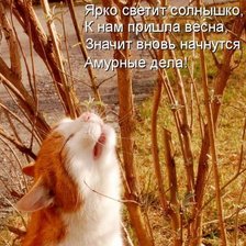 весенний котейка