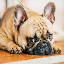 Схема вышивки «Бульдог»