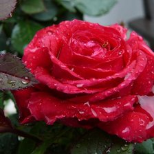 Схема вышивки «роза»