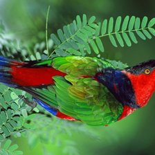 Схема вышивки «попугай»