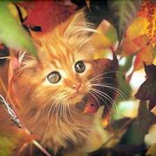 Схема вышивки «рыжик»