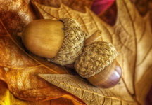 Желудь - оригинал