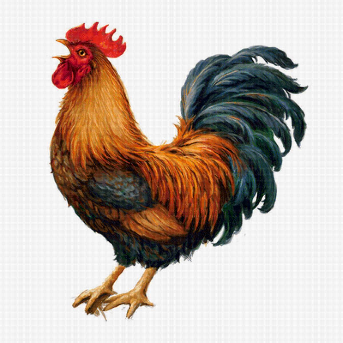 Петух - предпросмотр