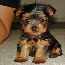 Схема вышивки «Терьер»