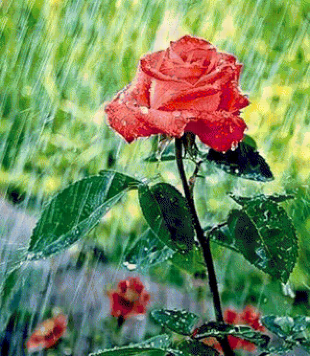 Роза и дождь - роза, дождь - предпросмотр