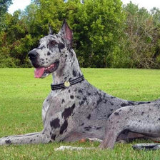 Схема вышивки «Дог»