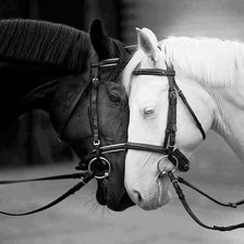 Схема вышивки «Cavalos Carinho»