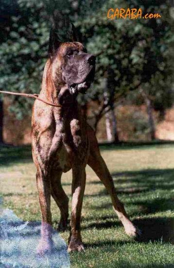 Тигровый дог - оригинал