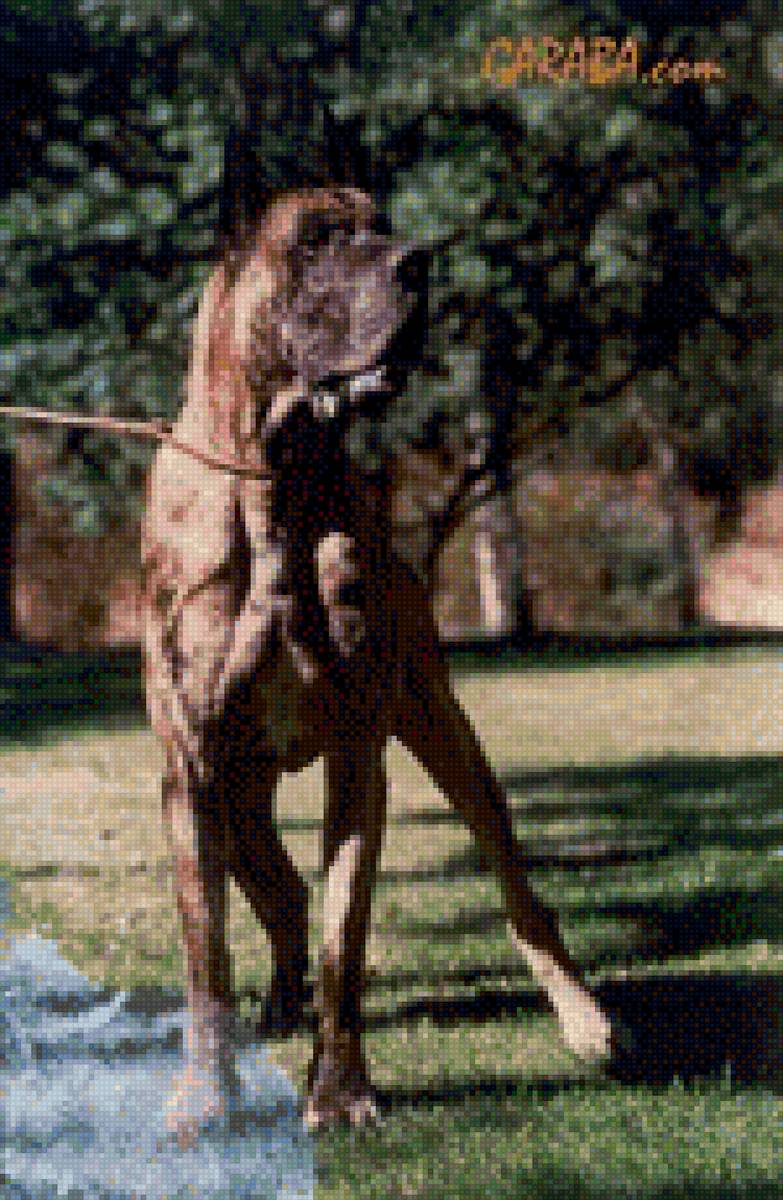 Тигровый дог - предпросмотр