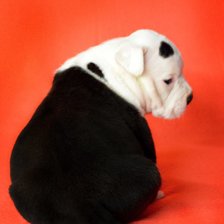 Схема вышивки «Щенки Ам. Стафф терьера»