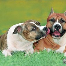 Схема вышивки «Ам. Стафф терьера»