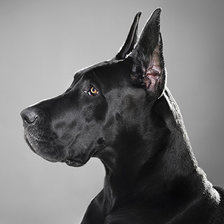 Схема вышивки «Немецкий Дог»