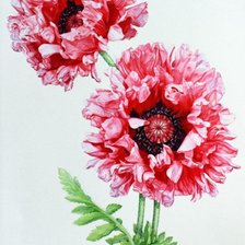 Схема вышивки «маки»