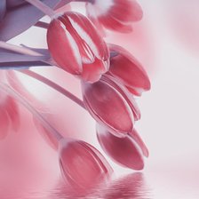 розовые тюльпаны