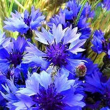 СИНИЕ ЦВЕТЫ