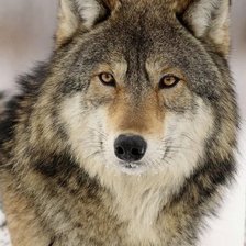 Схема вышивки «волк»