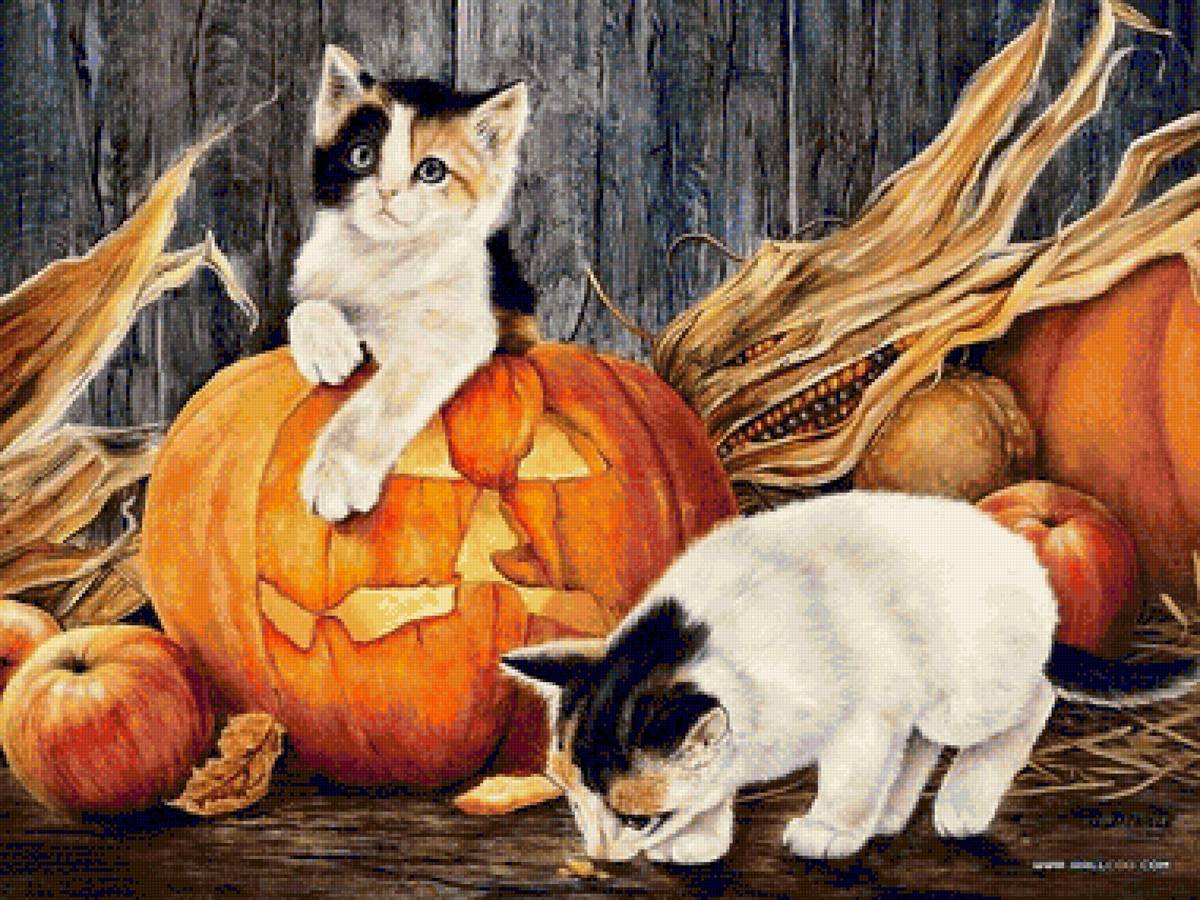 Котята - животные - предпросмотр