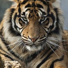 Схема вышивки «тигр»