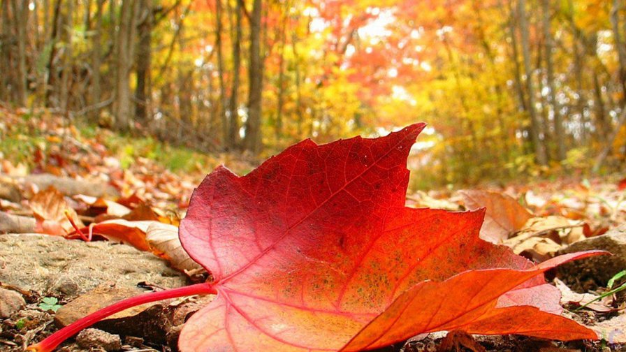 осень - оригинал