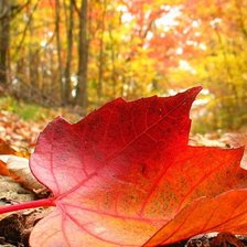 Схема вышивки «осень»