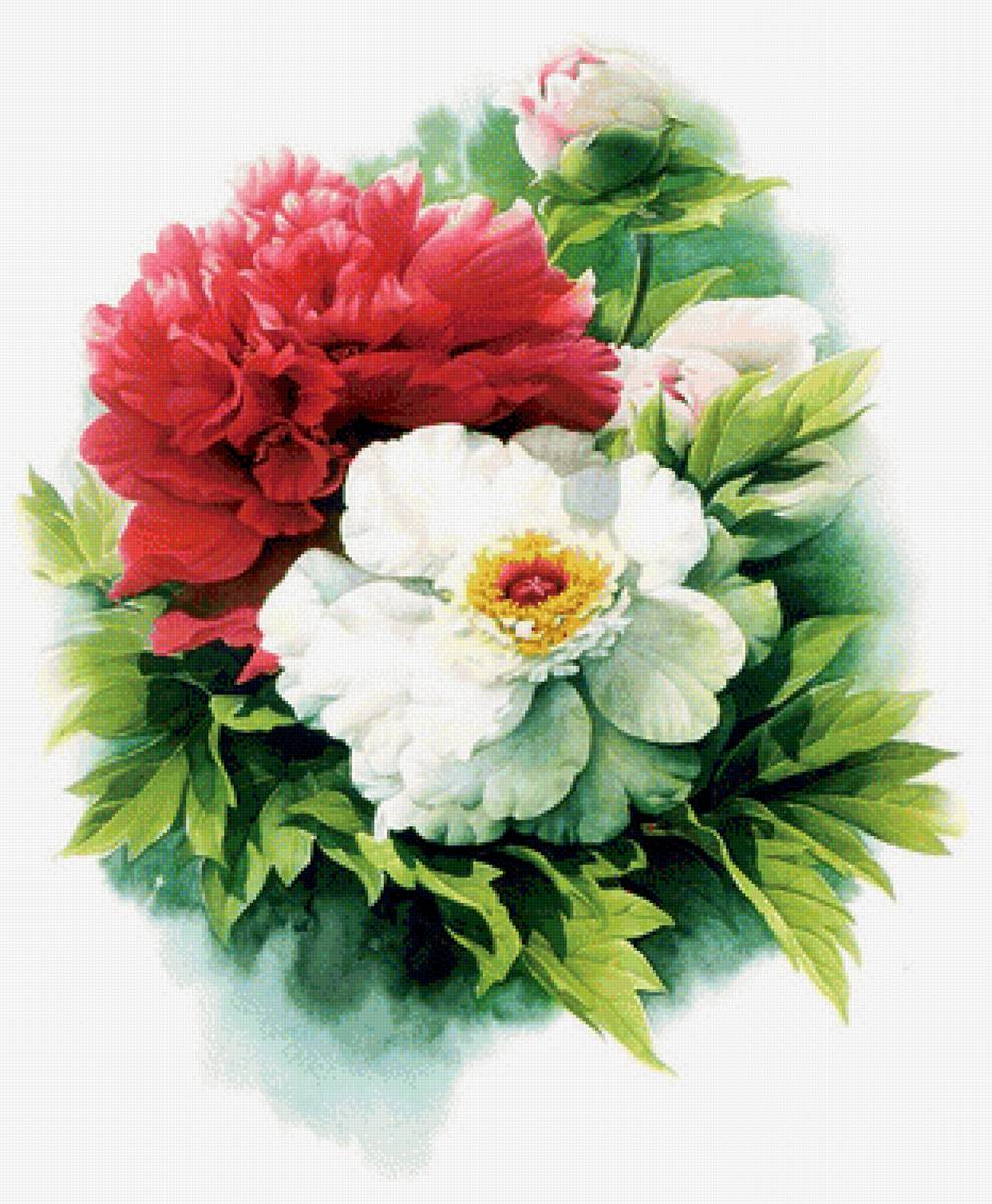 Пионы - предпросмотр