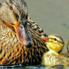 Схема вышивки «№1621064»