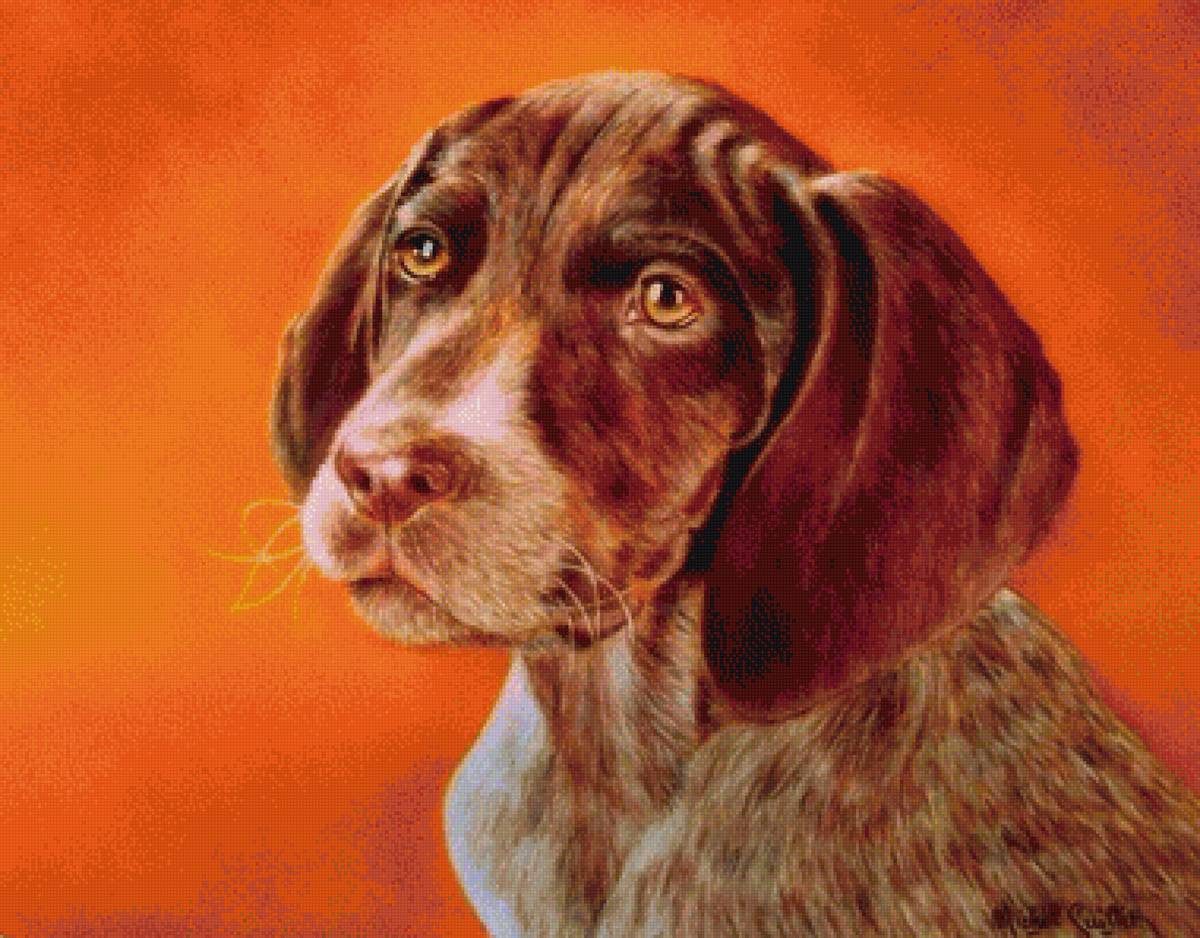 Собака - животные - предпросмотр