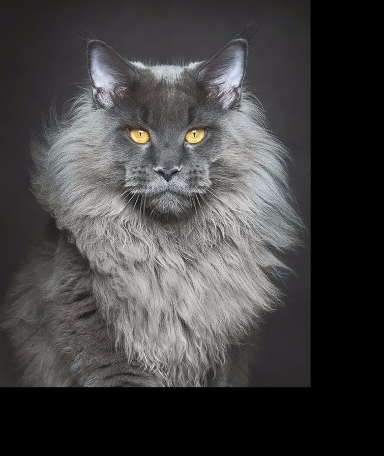 Я лев - животные - оригинал