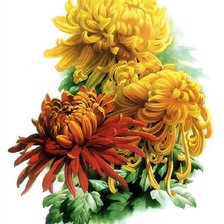 Схема вышивки «Хризантемы»