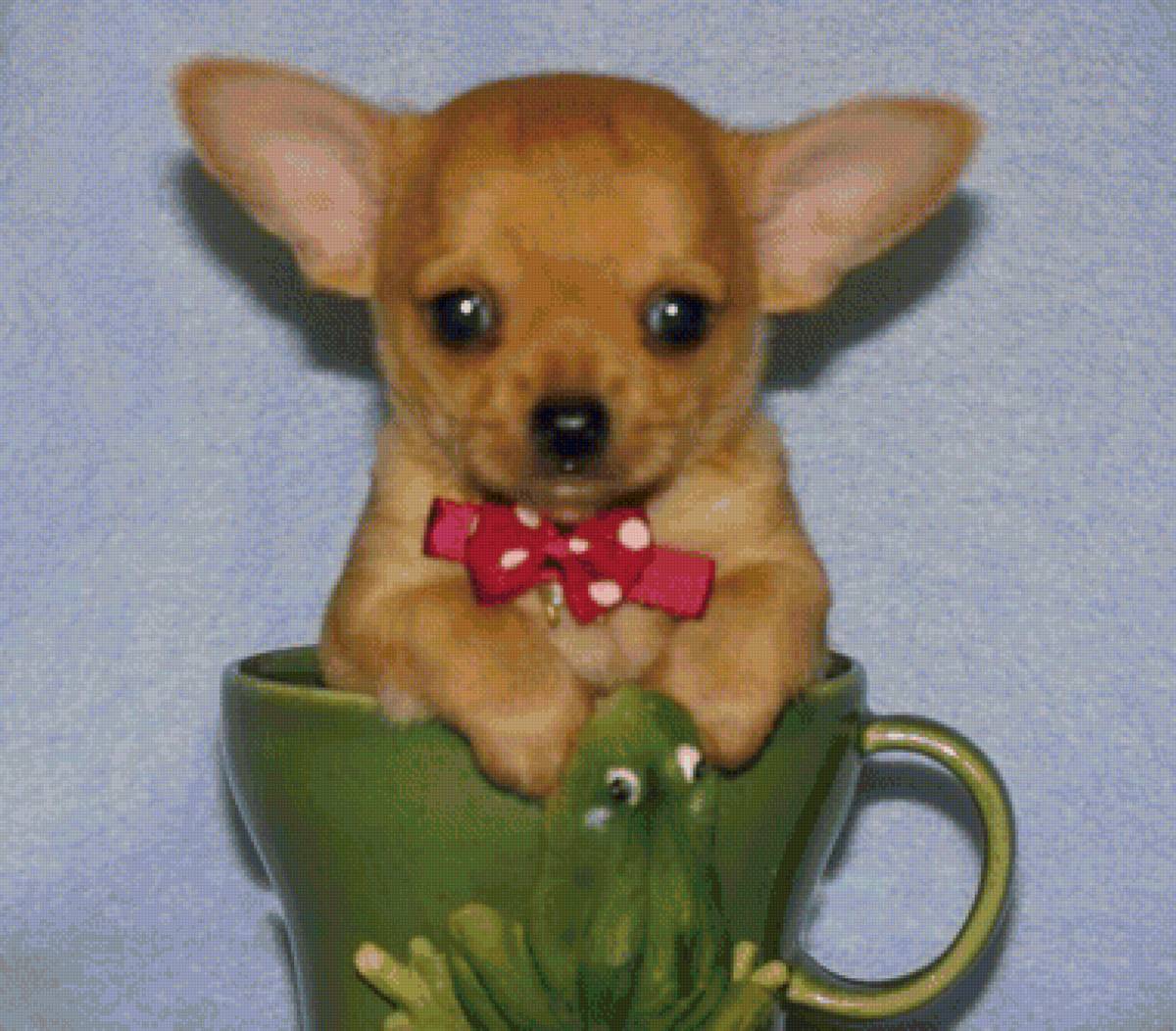 Кроха-дог в чашке - собачка в чашке - предпросмотр