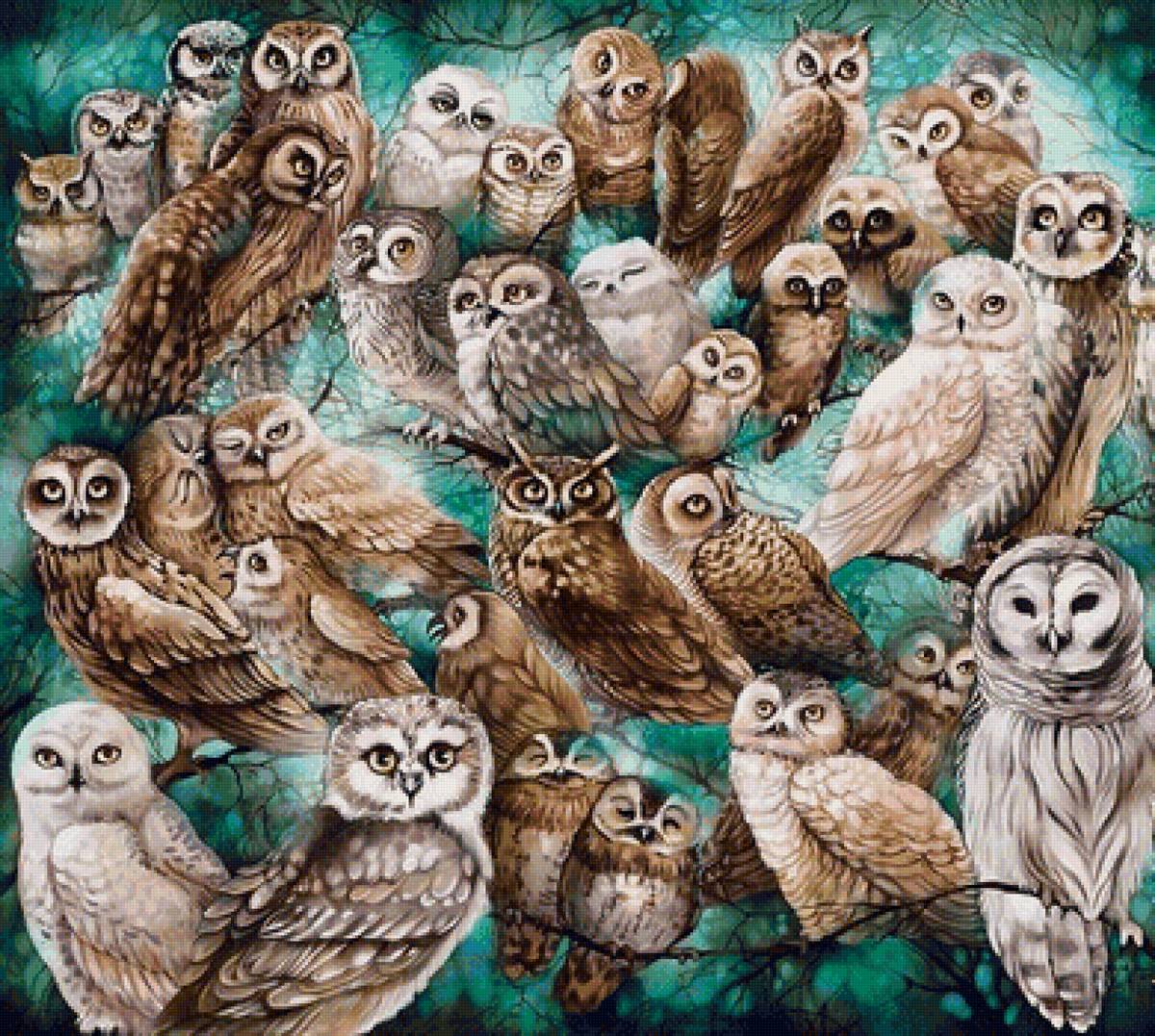 Совы - предпросмотр